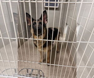 German Shepherd Dog Dogs for adoption in Virginia Beach, VA, USA