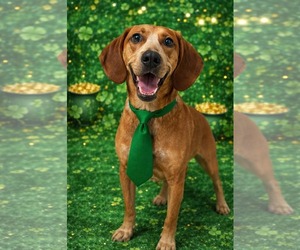Redbone Coonhound-Unknown Mix Dogs for adoption in pomfret, CT, USA