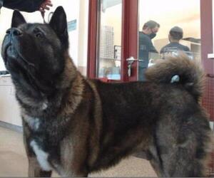 Akita Dogs for adoption in Fort Collins, CO, USA