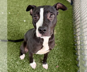 Labrador Retriever-Unknown Mix Dogs for adoption in Tavares, FL, USA