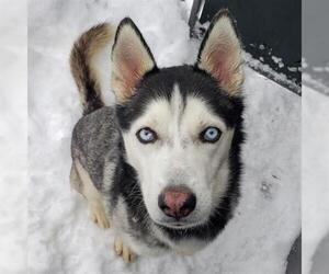 Siberian Husky Dogs for adoption in Frisco, CO, USA