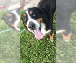 Bernese Mountain Dog Dogs for adoption in Chambersburg, PA, USA
