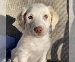 Mutt Dogs for adoption in San Diego, CA, USA