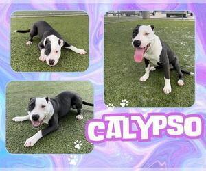 American Pit Bull Terrier Dogs for adoption in Pearland, TX, USA