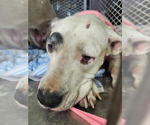 Dogo Argentino-Unknown Mix Dogs for adoption in Bakersfield, CA, USA