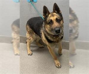 German Shepherd Dog-Unknown Mix Dogs for adoption in Las Vegas, NV, USA