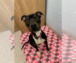 American Pit Bull Terrier Dogs for adoption in Brighton, CO, USA