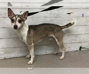 Chihuahua Dogs for adoption in San Bernardino, CA, USA