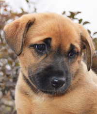 Medium Photo #1 Alaskan Husky-German Shepherd Dog Mix Puppy For Sale in Gretna, NE, USA