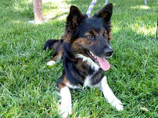 Border Collie Dogs for adoption in San Clemente, CA, USA