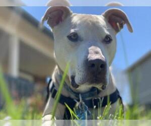 Bulldog-Labrador Retriever Mix Dogs for adoption in Denver, CO, USA