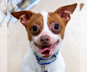 Chihuahua Dogs for adoption in Mundelein, IL, USA