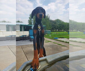 Doberman Pinscher Dogs for adoption in Minneaoplis, MN, USA