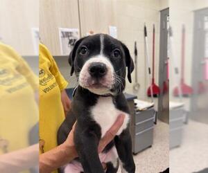 Labrador Retriever Dogs for adoption in Brighton, CO, USA