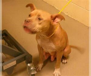 American Pit Bull Terrier Dogs for adoption in Sanford, FL, USA