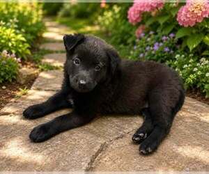 Labrador Retriever-Unknown Mix Dogs for adoption in Cave Creek, AZ, USA