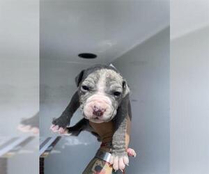 American Pit Bull Terrier-Unknown Mix Dogs for adoption in Houston, TX, USA