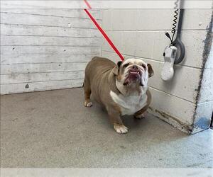 French Bulldog-Unknown Mix Dogs for adoption in San Bernardino, CA, USA
