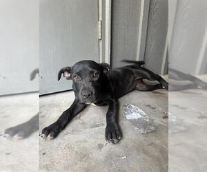 Mutt Dogs for adoption in San Antonio, TX, USA