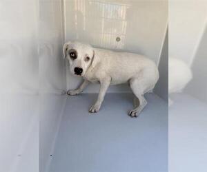 Beagle-Unknown Mix Dogs for adoption in Houston, TX, USA