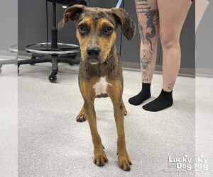 Catahoula Leopard Dog-Retriever  Mix Dogs for adoption in Washington, DC, USA