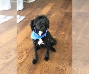 Havanese-Poodle (Toy) Mix Dogs for adoption in San Diego, CA, USA