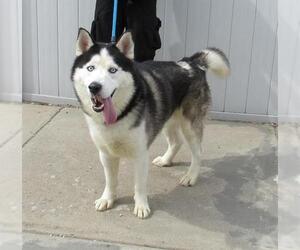 Siberian Husky Dogs for adoption in Louisville, KY, USA