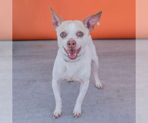 Chihuahua Dogs for adoption in Pasadena, CA, USA