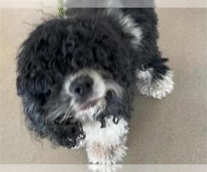 Cocker Spaniel Dogs for adoption in Fort Lauderdale, FL, USA
