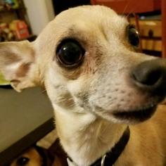 Chihuahua Dogs for adoption in Evansville, IN, USA