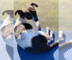 Rat Terrier Dogs for adoption in Sanford, FL, USA