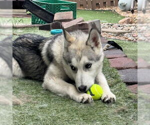 Siberian Husky Dogs for adoption in Omaha, NE, USA