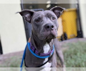 American Pit Bull Terrier-Unknown Mix Dogs for adoption in Tavares, FL, USA