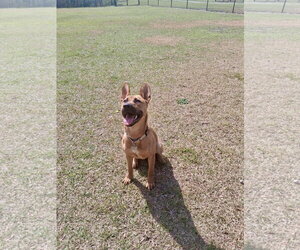 Mutt Dogs for adoption in Holly Springs, NC, USA