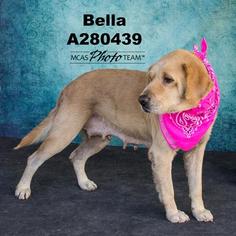 Medium Photo #1 Labrador Retriever Puppy For Sale in Conroe, TX, USA