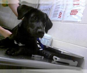Labrador Retriever-Unknown Mix Dogs for adoption in Fayetteville, NC, USA
