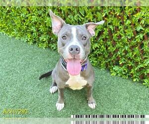 American Pit Bull Terrier Dogs for adoption in West Palm Beach, FL, USA