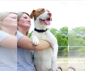 Pointer Dogs for adoption in Newport, KY, USA
