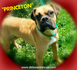 Boxer Dogs for adoption in Seaford, DE, USA