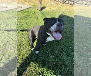 American Pit Bull Terrier-Unknown Mix Dogs for adoption in Modesto, CA, USA