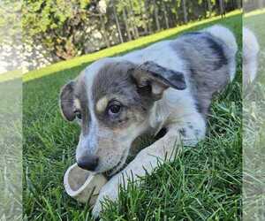 Catahoula Leopard Dog-Unknown Mix Dogs for adoption in MIDWAY, UT, USA