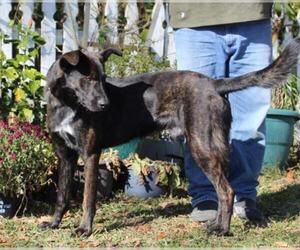 Dutch Shepherd -German Shepherd Dog Mix Dogs for adoption in Holly Hill, SC, USA