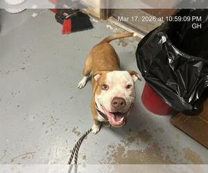 American Pit Bull Terrier Dogs for adoption in Ocala, FL, USA