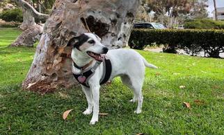 Jack Russell Terrier Dogs for adoption in Dana Point, CA, USA