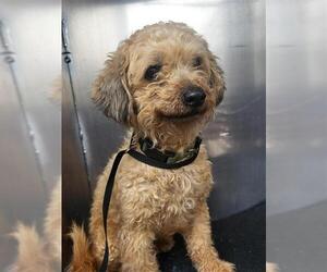 Poodle (Miniature) Dogs for adoption in San Antonio, TX, USA