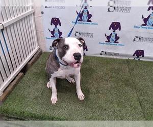 American Pit Bull Terrier-Unknown Mix Dogs for adoption in Orlando, FL, USA