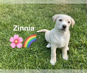 American Pit Bull Terrier-Unknown Mix Dogs for adoption in Rancho Cucamonga, CA, USA