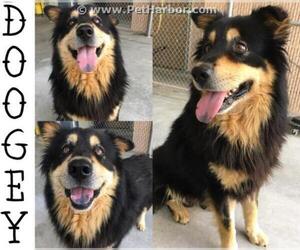 Chow Chow Dogs for adoption in Palmetto, FL, USA