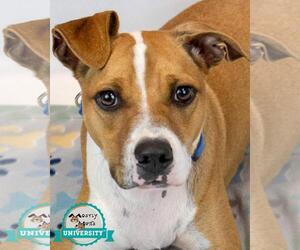 Medium Photo #6 Boxer-Unknown Mix Puppy For Sale in Kennesaw, GA, USA