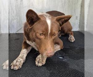 Mutt Dogs for adoption in San Antonio, TX, USA